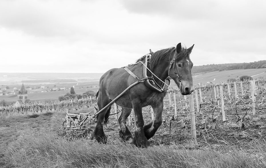 cheval au travail dans les vignes