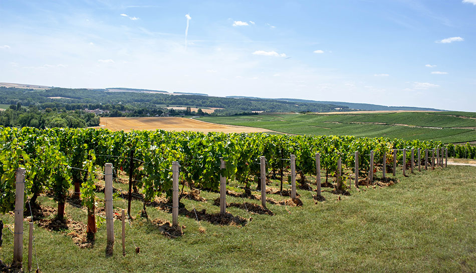 vignes